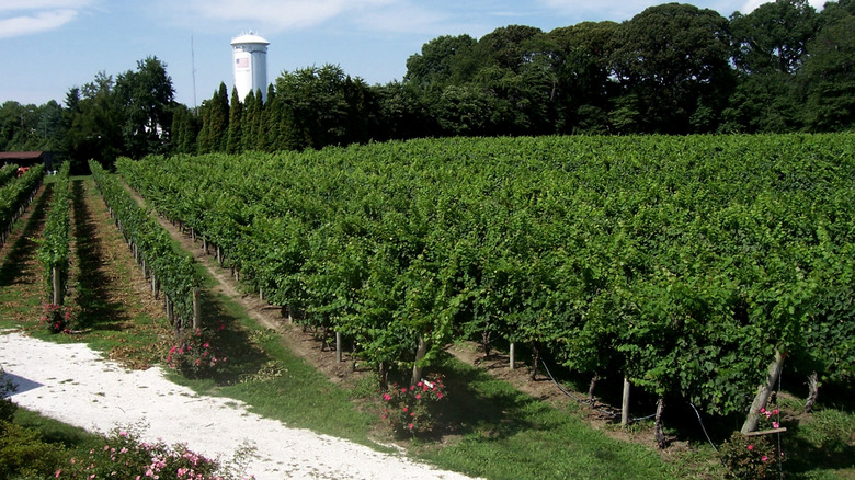 Cape May, NJ vineyard