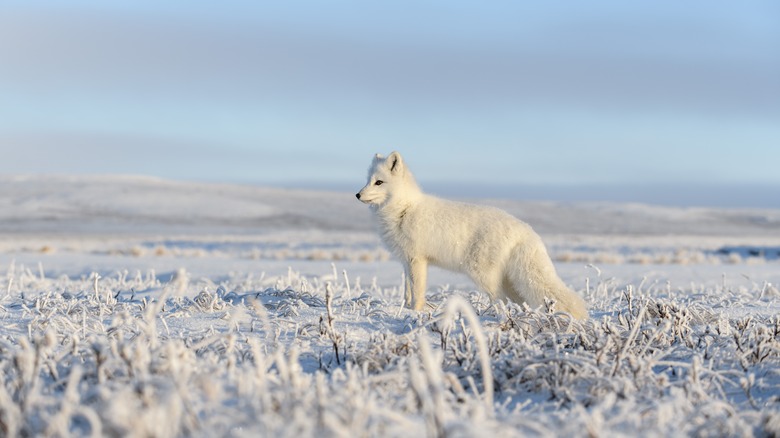 Arctic fox on land bridge