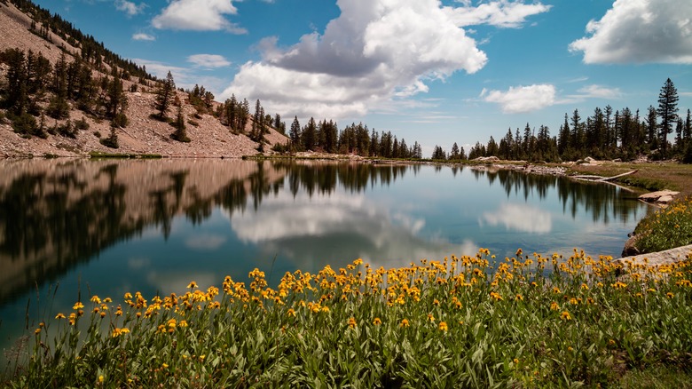 Flowers, lake and blue sky