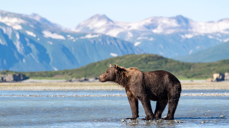 Bear in water near mountains
