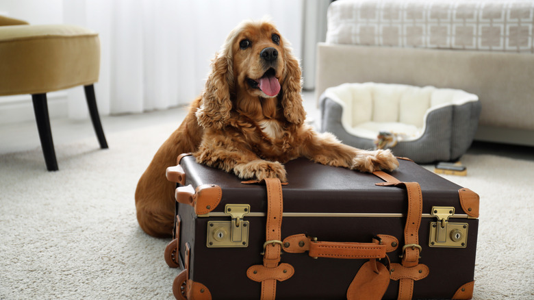Dog sitting on suitcase