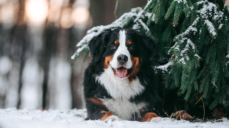 Bernese Mountain dog in snow