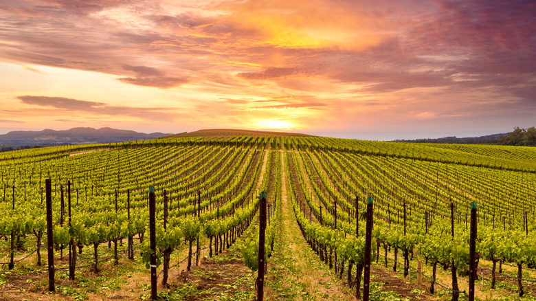 sunset on a vineyard