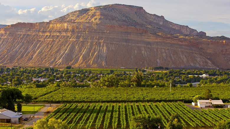 Winery in Palisade with mountain in background