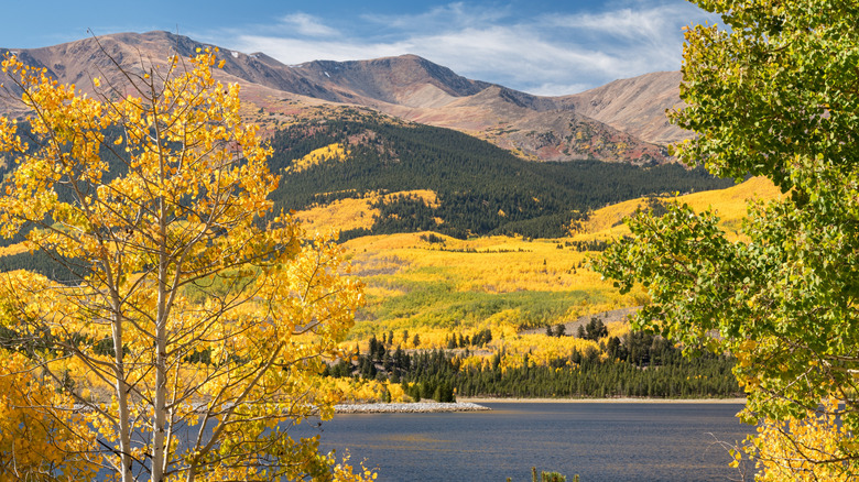 Mount Elbert surrounded by aspens with golden leaves