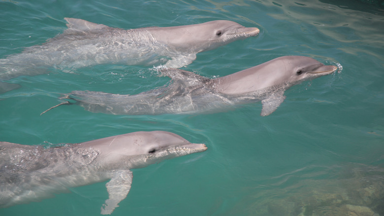 Dolphins in Cancún