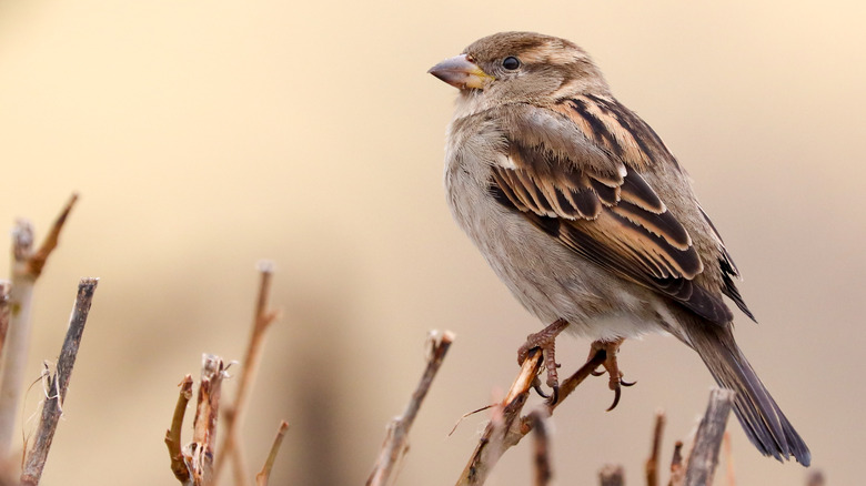 sparrow perched on bush