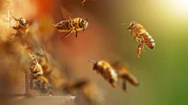 a group of working bees