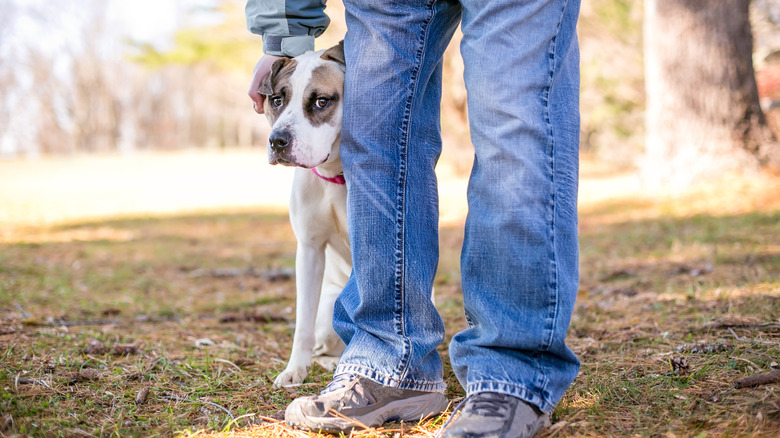 anxious dog behind its owner