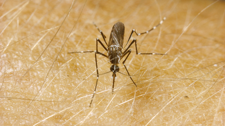 mosquito biting a person