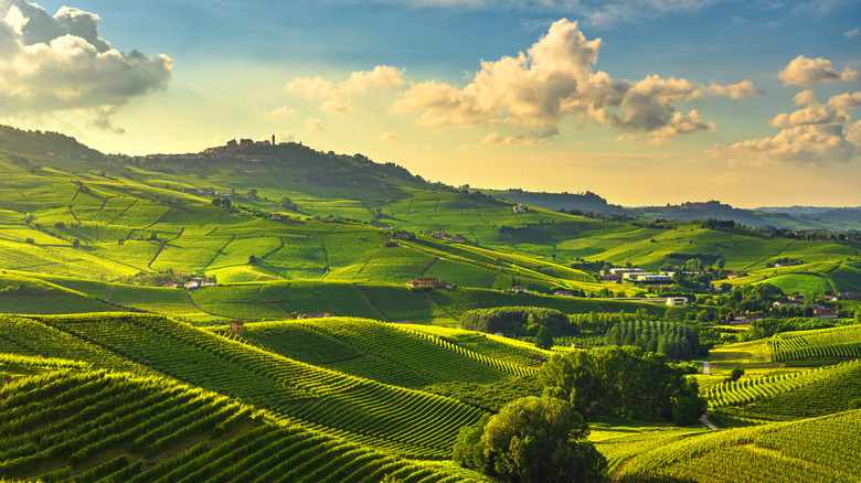 Vineyard in Piedmont