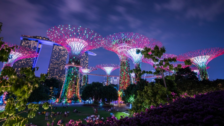 View of supertrees in Gardens by the Bay