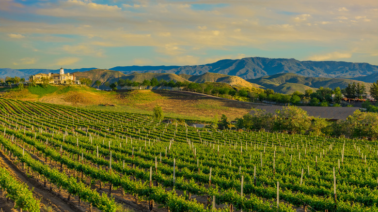 vineyards in Temecula