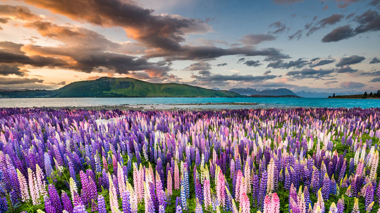 lupine flowers in New Zealand