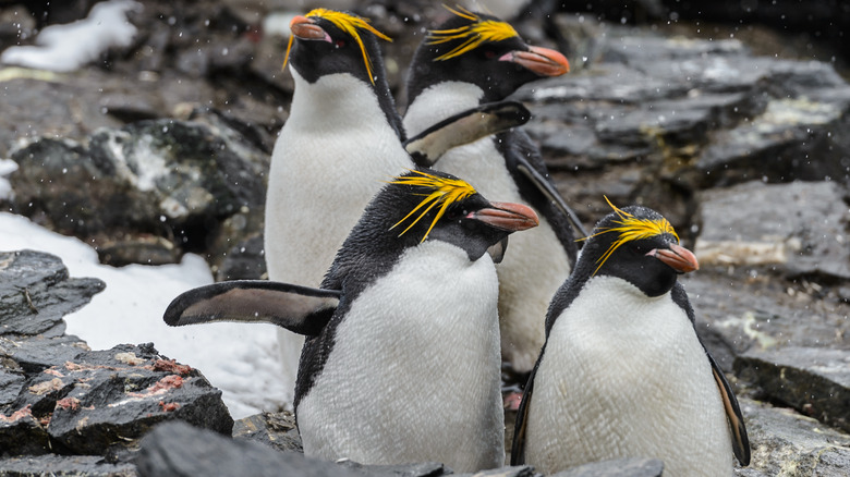 Macaroni penguins in the Antarctic