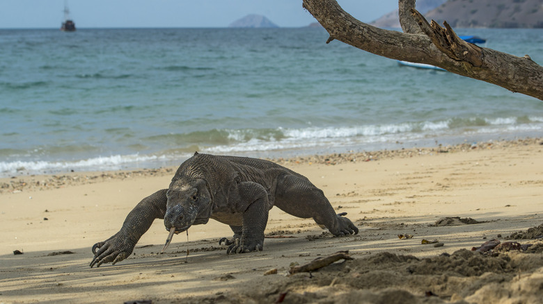 Komodo dragon on Komodo Island