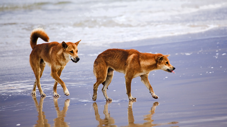 Dingoes on Fraser Island