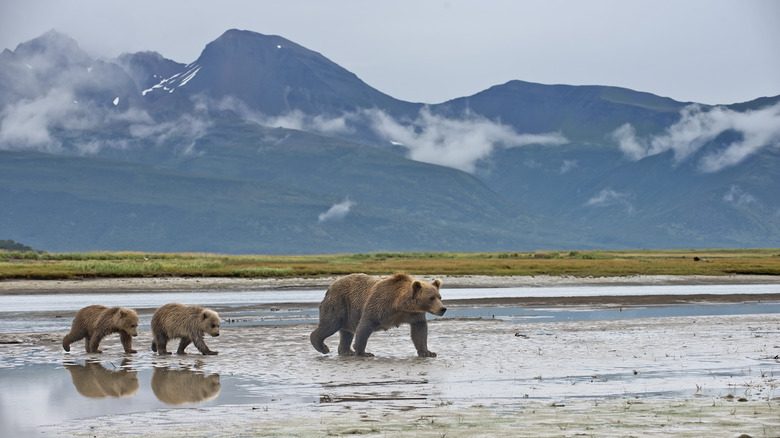 Grizzly Bears in Katmai National Park