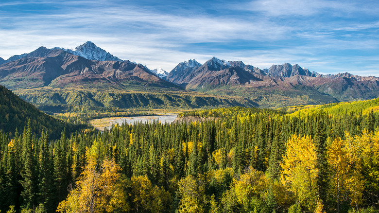 Birch forests in National Park