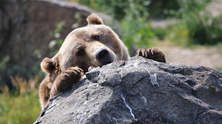 Grizzly bear peering from rock