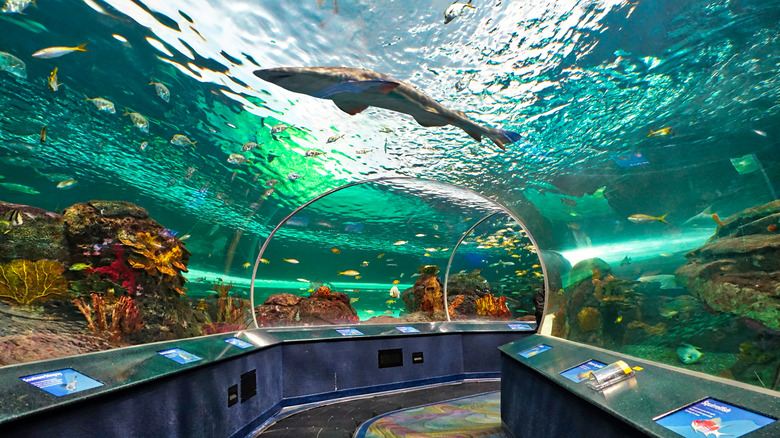 Shark at Ripley's Aquarium Dangerous Lagoon