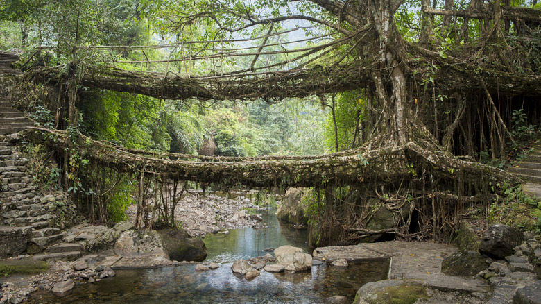 Living root bridge in Meghalaya, India.