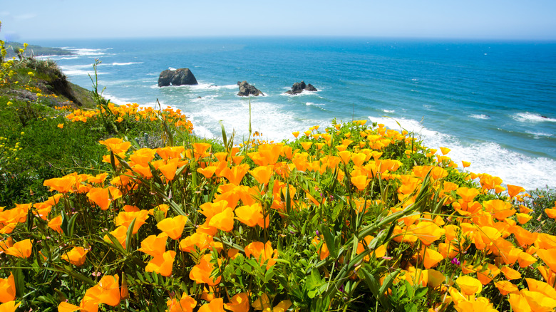 Poppies along the ocean