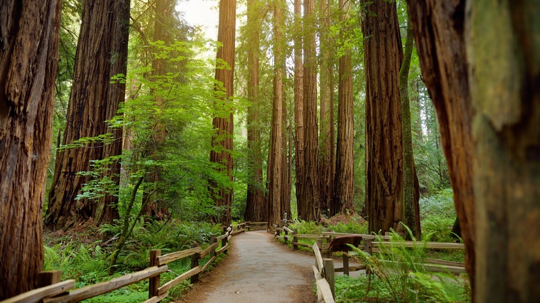 Forest path