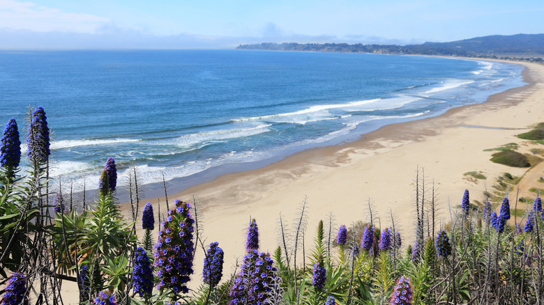 Purple wildflowers and beach