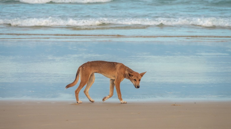 Dingo on the beach