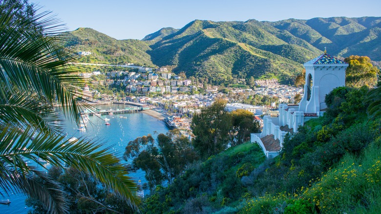 Town gathers around Catalina harbor.