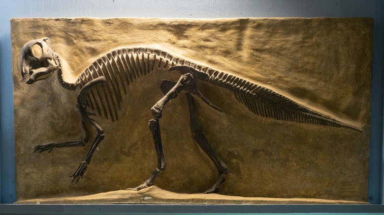 Maiasaura Peeblesorum skeleton fossil