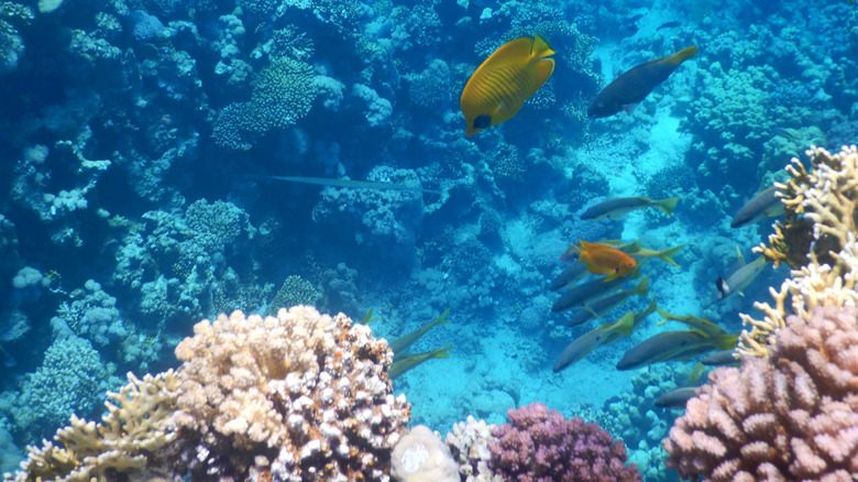 Underwater coral reef in Egypt