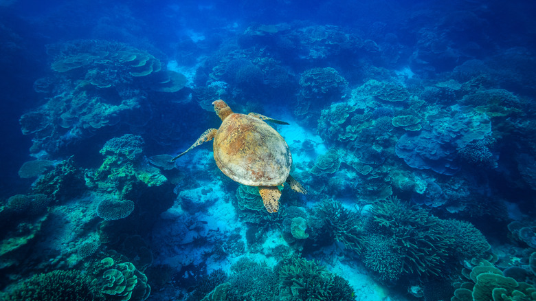 Lady Elliot Island reef turtle