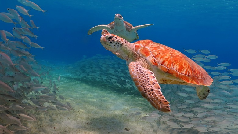 Sea turtles and fish underwater