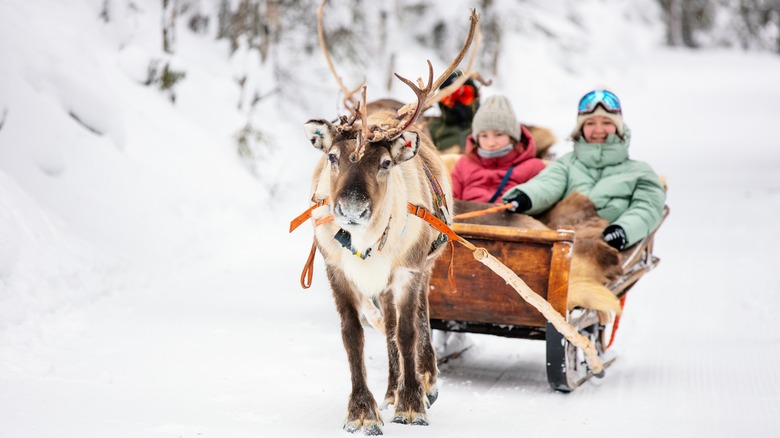 Family on a reindeer safari