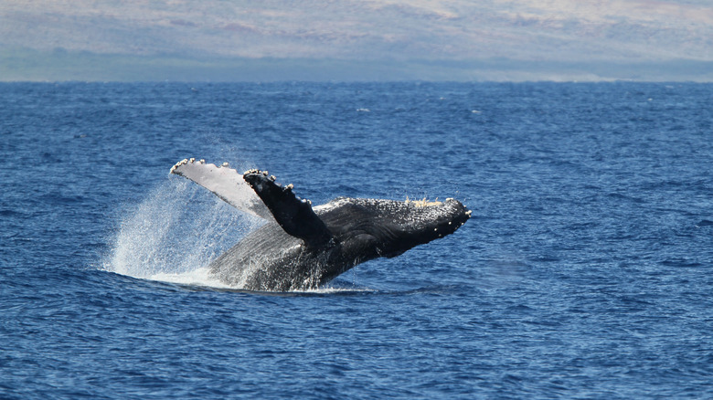 Whale breaching in ocean near Maui