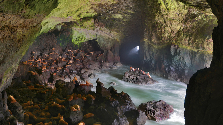 Sea Lions in a cave