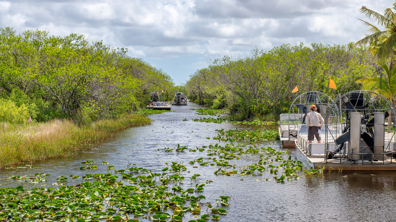 Airboats moving through Florida swamp