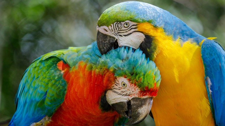 Parrot gromming another parrot