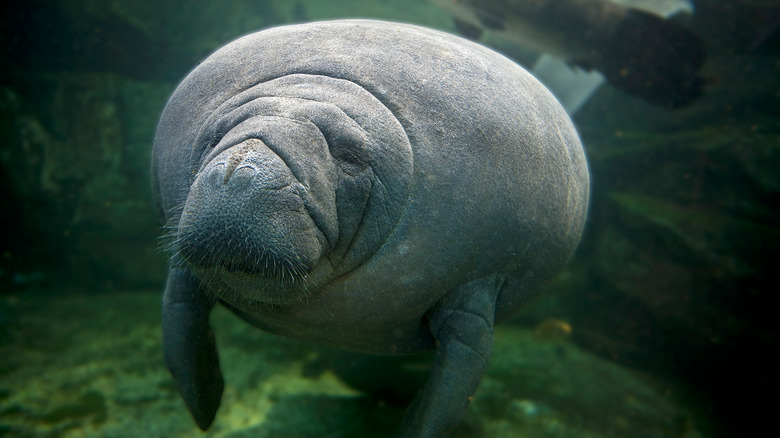 Manatee floating in water