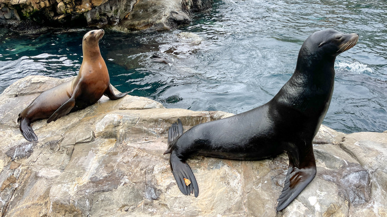 Two seals at SeaWorld Orlando