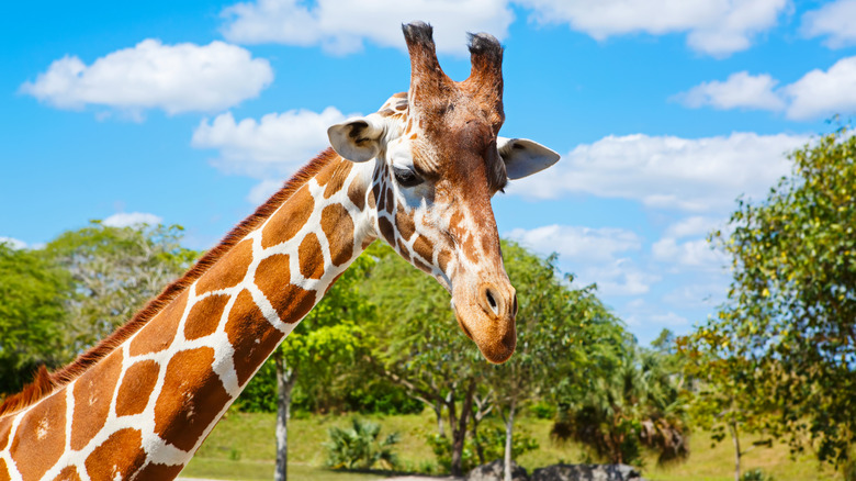 Giraffe close-up at Florida safari