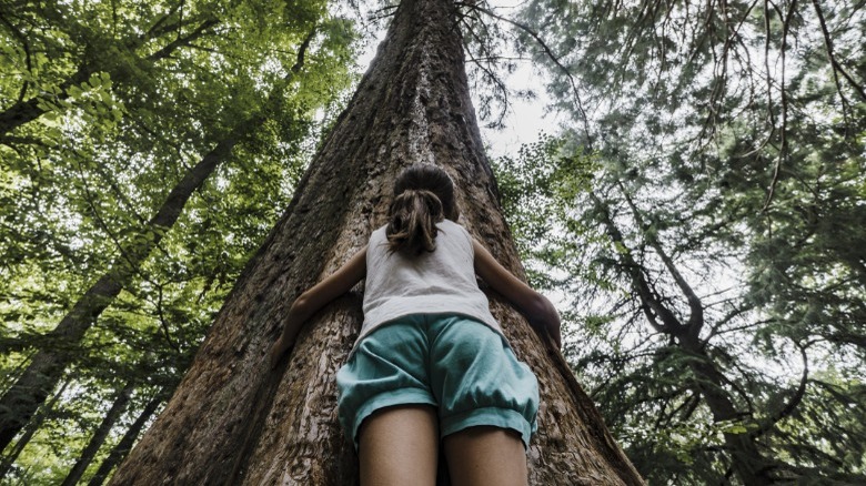 Girl hugging a sequoia tree