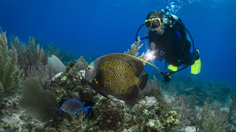 Caymans diver with sea life