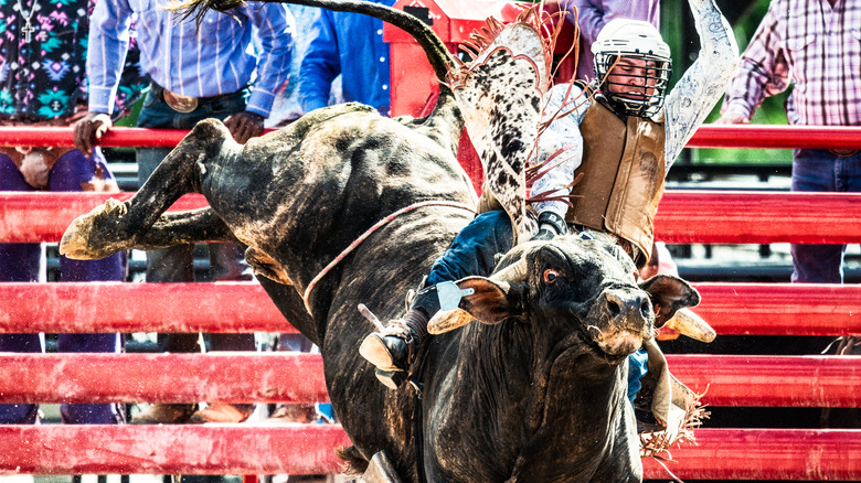 Bull rider in action