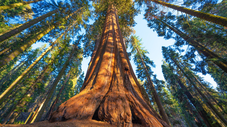 The sequoias of Yosemite