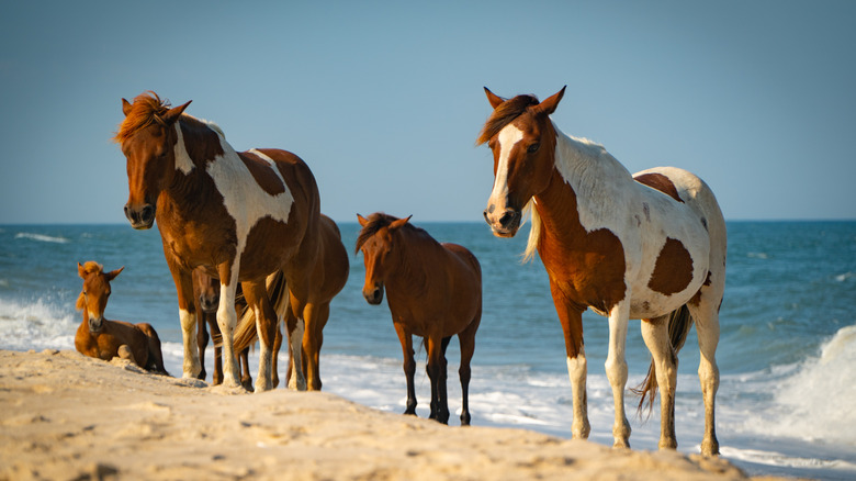 wild horses of Chincoteague