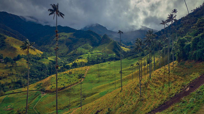 Cocora Valley in Colombia