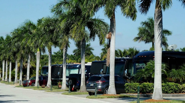 palm trees at Naples Motorcoach